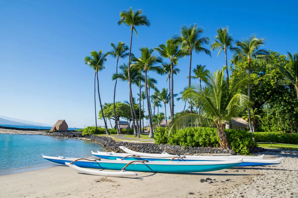 Traditional Hawaiian outrigger canoes on beach with palm trees, representing the vessels that brought canoe plants to the islands