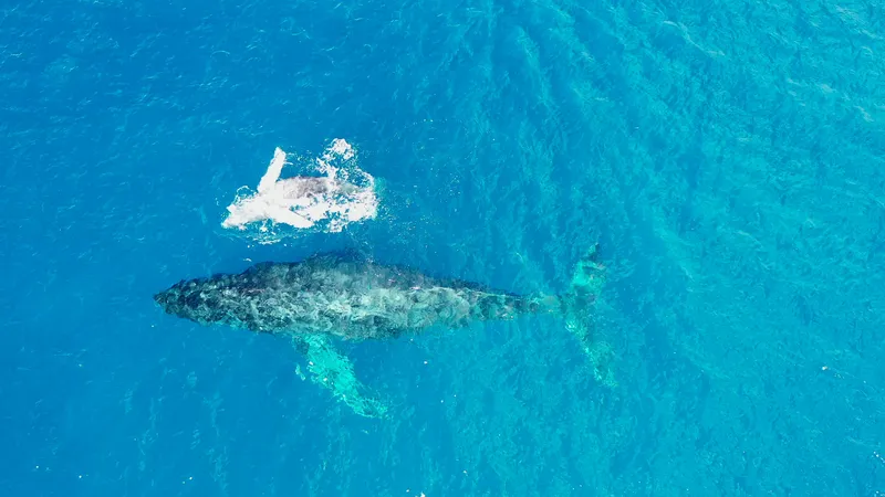 Aerial view of humpback whale mother and calf swimming side by side in Pacific waters near Hawaii