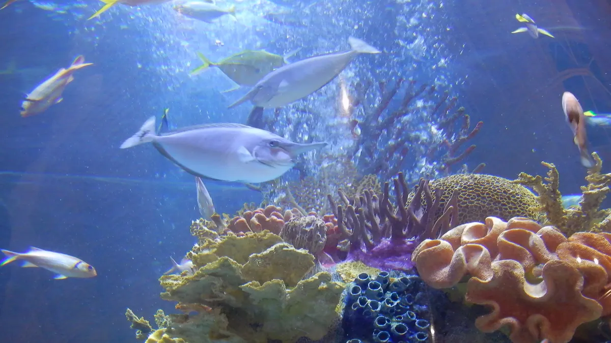 Colorful tropical fish swimming in Hawaiian waters showcasing the diverse marine life species