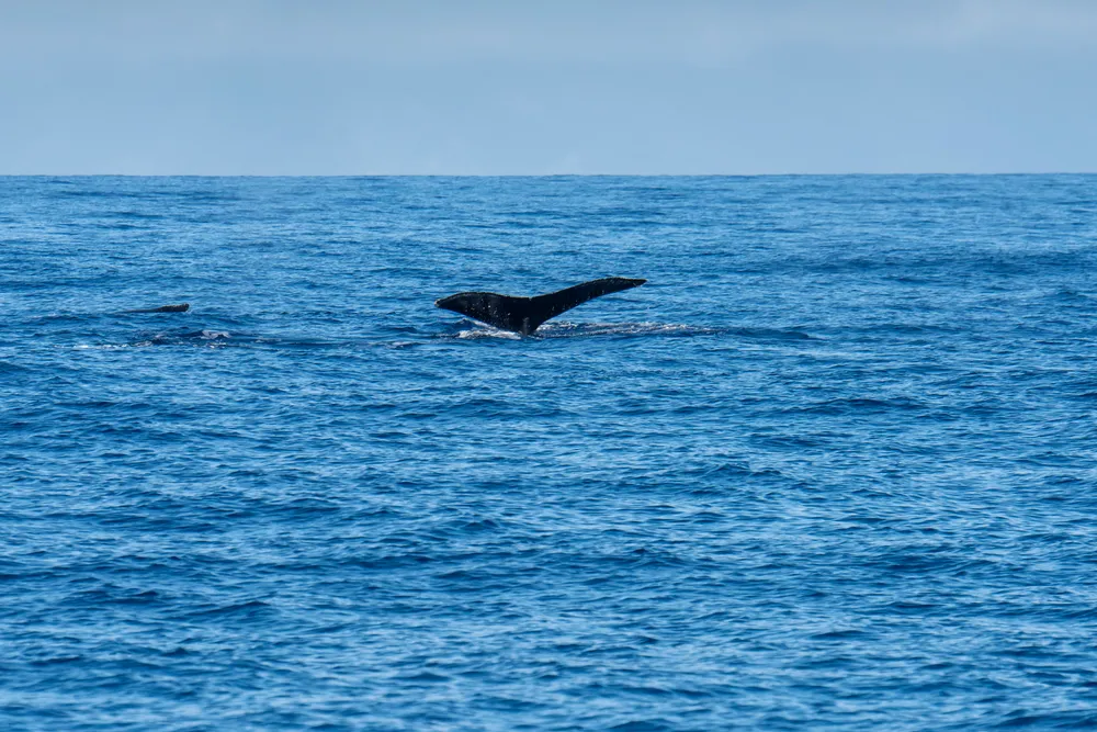 Humpback whale spout with Kīlauea Lighthouse and dramatic Kauai cliffs in background