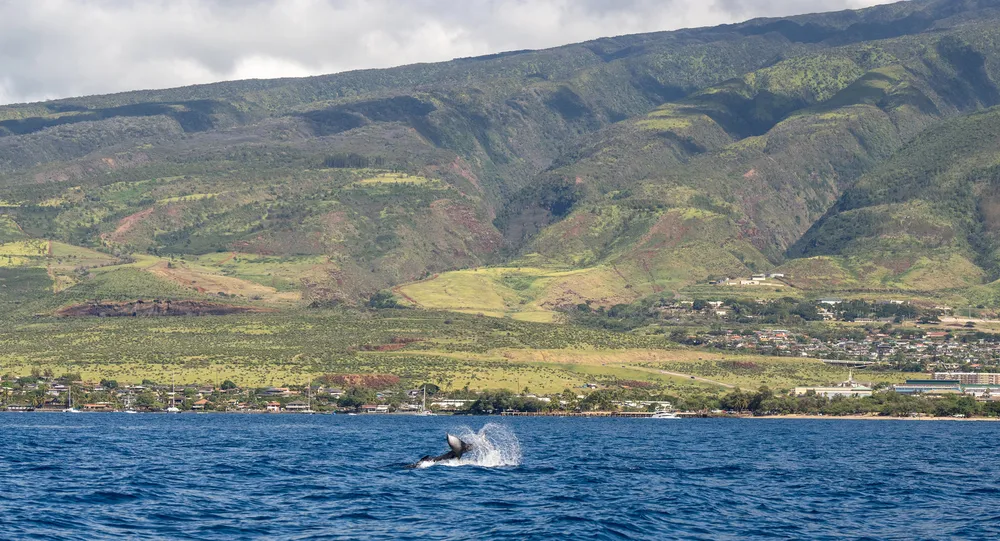 Humpback whale spout visible from Makapuʻu Lighthouse with Molokai channel and sunrise in background